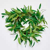 20" Olive Wreath